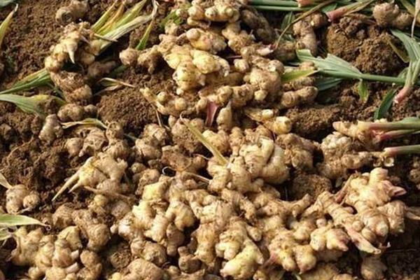 姜的種植方法和時間