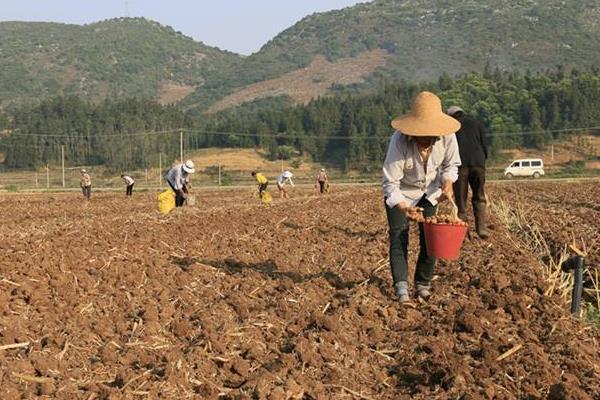 姜的種植方法和時間