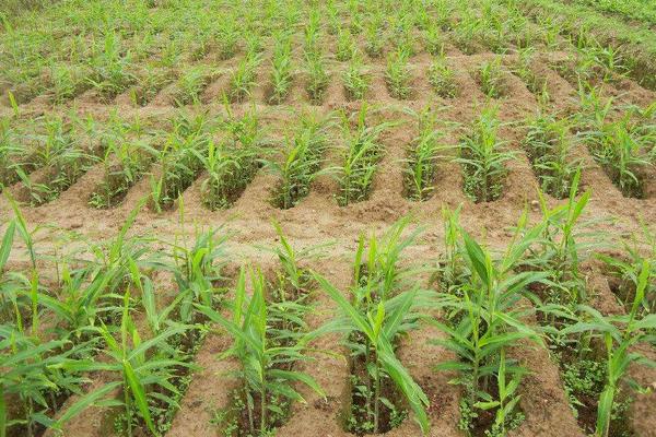 姜的種植方法和時間