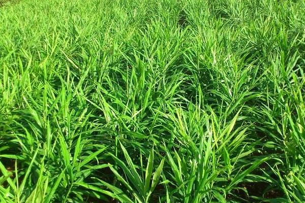 姜的種植方法和時間