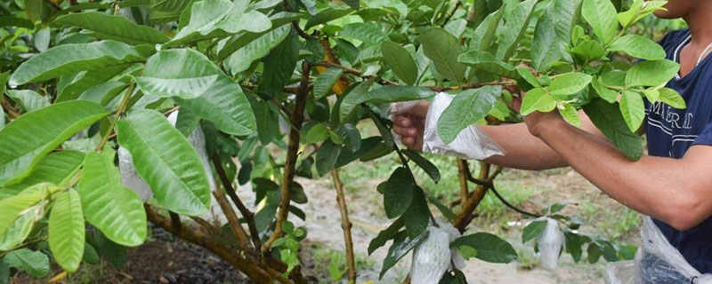 愛多收控旺的使用方法