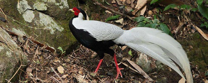 白鷴可以養(yǎng)殖嗎