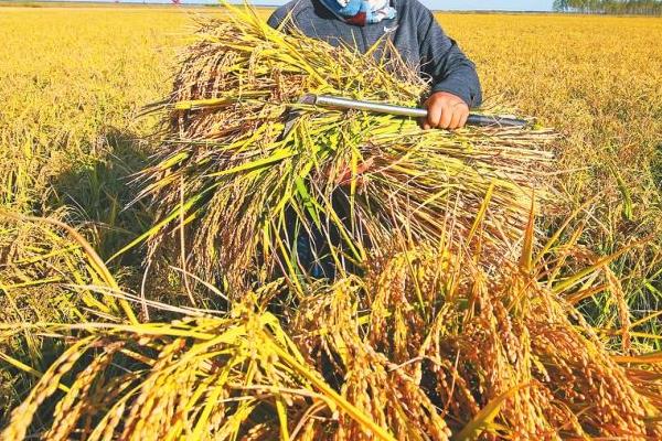 墾粳3號水稻品種