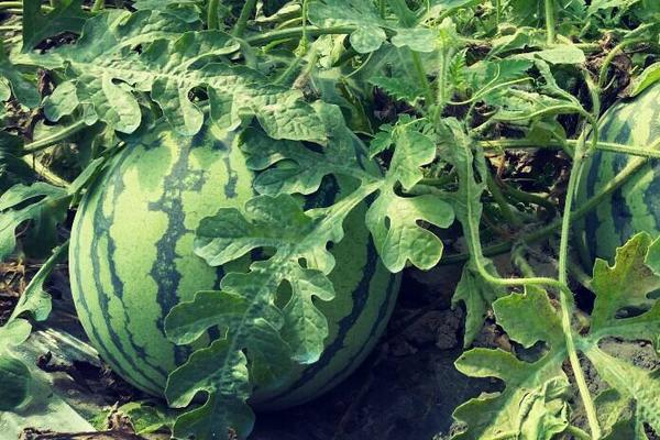 美都西瓜品種特性