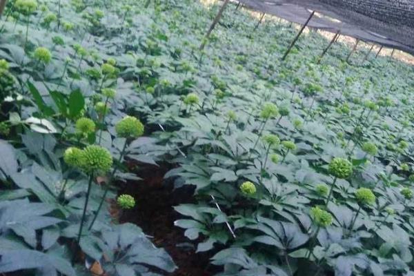 三七種植條件及技術要點