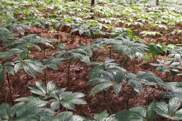 三七種植條件及技術要點