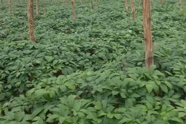 三七種植條件及技術要點