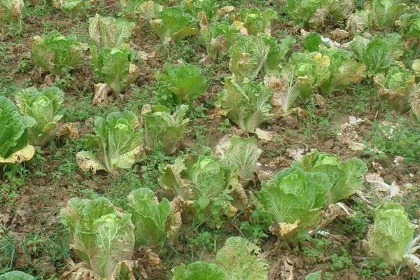 代森錳鋅的作用和使用方法