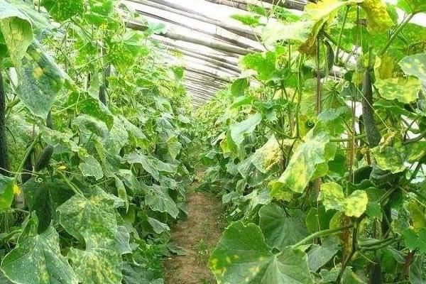 代森錳鋅的作用和使用方法