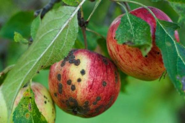 代森錳鋅的作用和使用方法