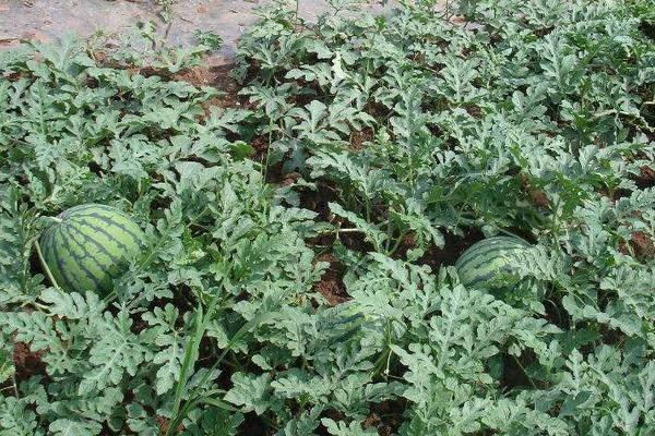 美都西瓜品種特性