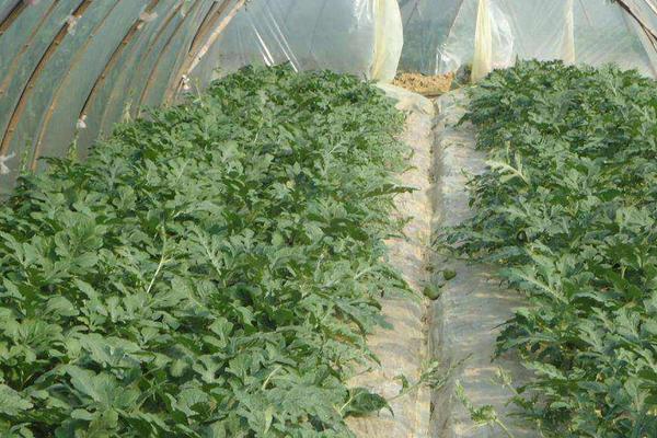 美都西瓜品種特性