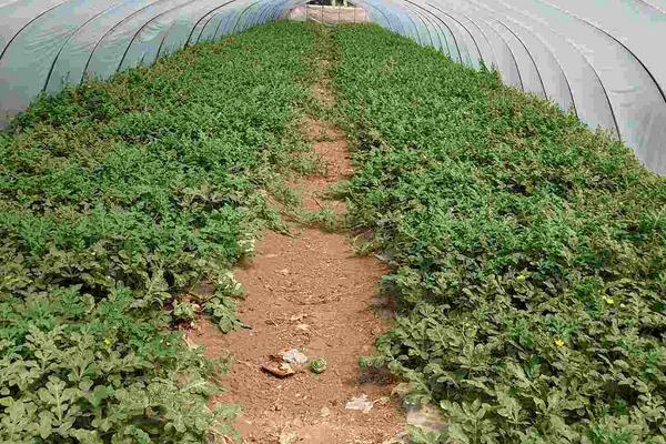 美都西瓜品種特性