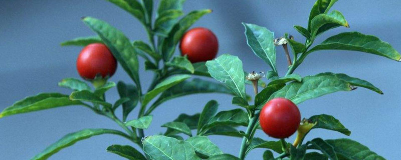 珊瑚豆的養殖方法