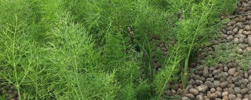 陽臺茴香種植方法