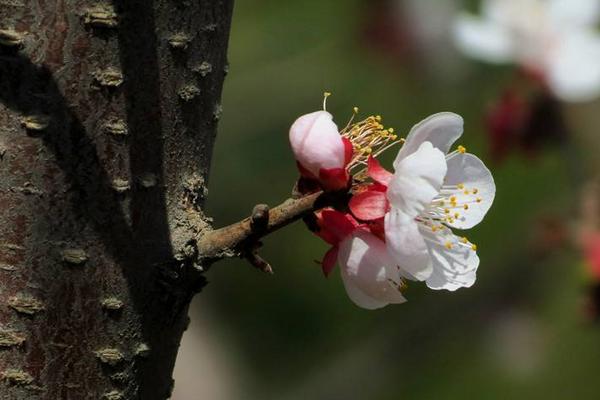 干枝梅種植栽培技術