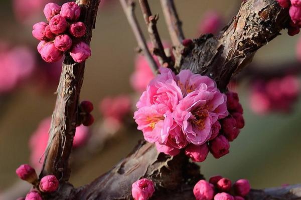 干枝梅種植栽培技術