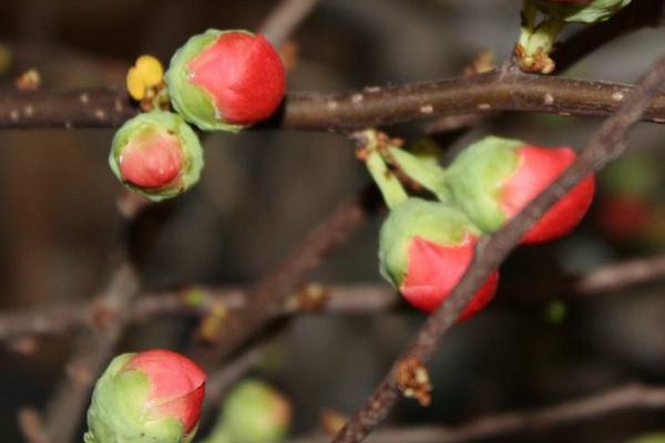 干枝梅種植栽培技術