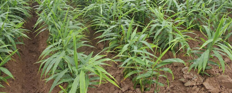 姜的種植方法和時間