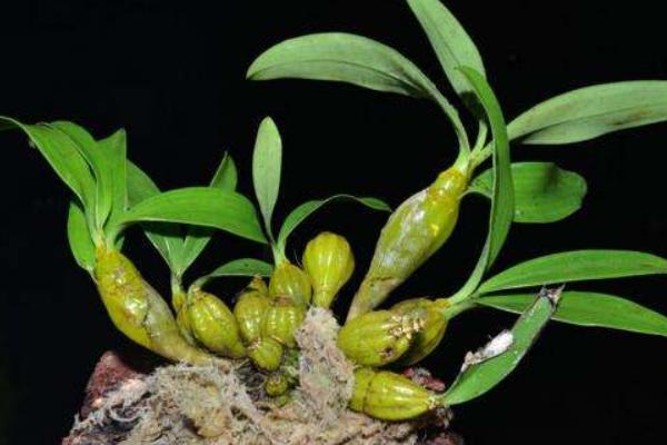 鐵皮石斛兒童幾歲能吃