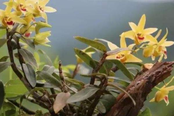 鐵皮石斛兒童幾歲能吃