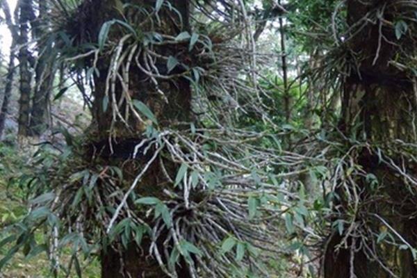 鐵皮石斛兒童幾歲能吃