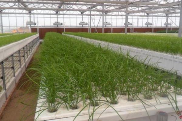 無土栽培韭菜