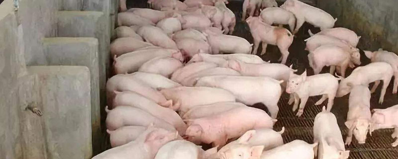 斷奶后的豬飼養(yǎng)步驟