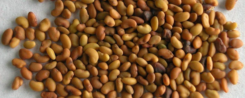 一畝地用多少苜蓿種子