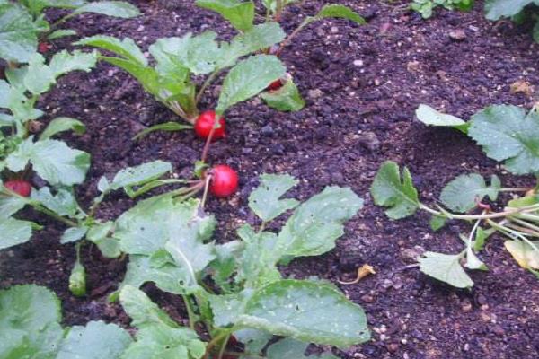 楊花蘿卜的種植方法