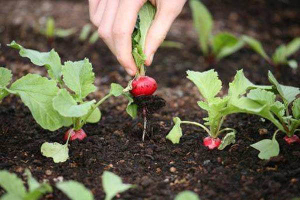 楊花蘿卜的種植方法