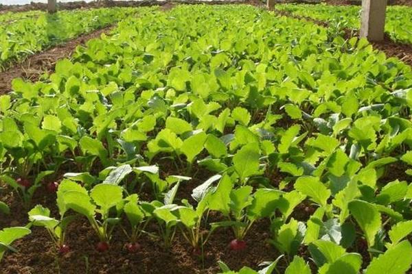 楊花蘿卜的種植方法