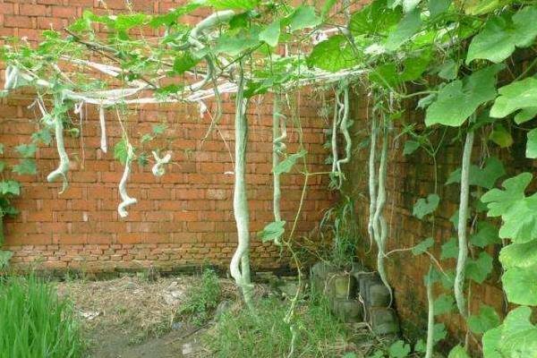 八大農村種植項目