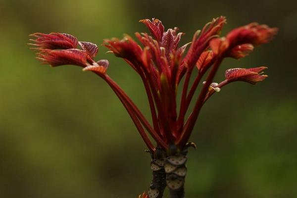 八大農村種植項目