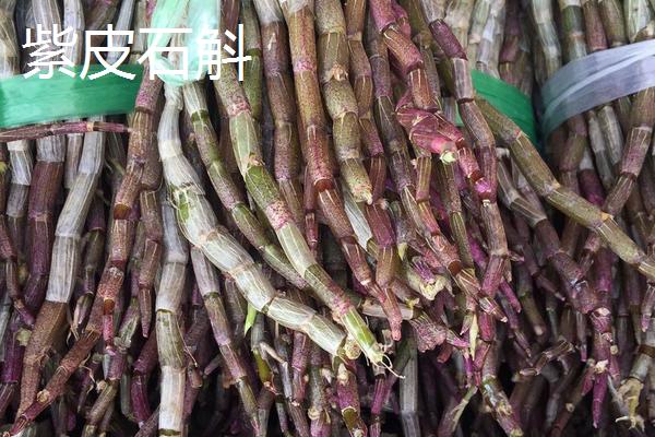 鐵皮石斛和紫皮石斛有什么區(qū)別