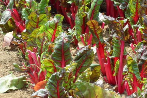 八大農村種植項目