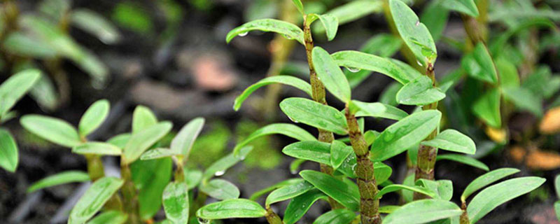 鐵皮石斛和紫皮石斛有什么區(qū)別