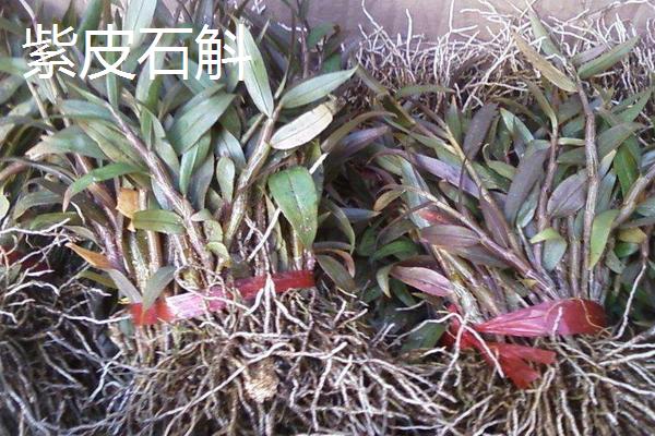 鐵皮石斛和紫皮石斛有什么區(qū)別