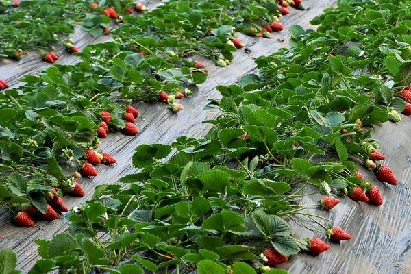 八大農村種植項目