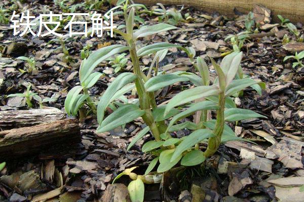 鐵皮石斛和紫皮石斛有什么區(qū)別