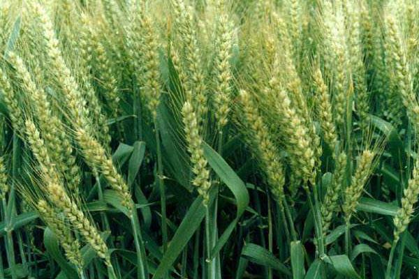 八大農村種植項目