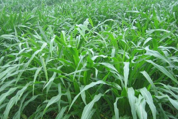 八大農村種植項目