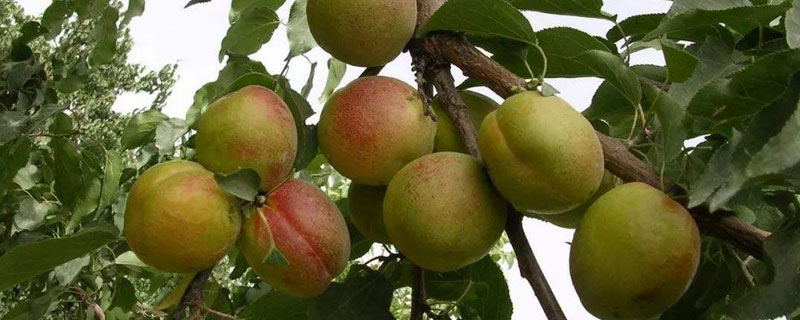 杏樹栽培技術要點