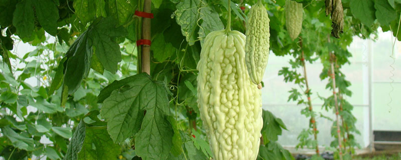 苦瓜育苗方法和時間