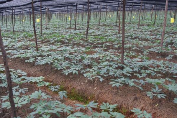 云南白藥種植方法