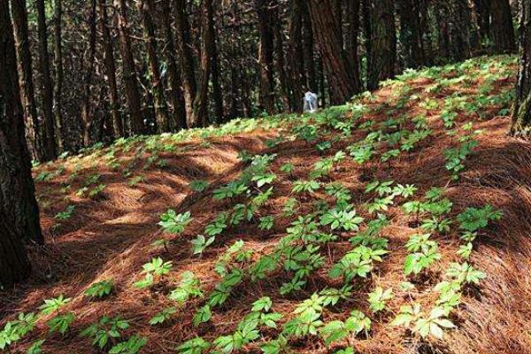 云南白藥種植方法