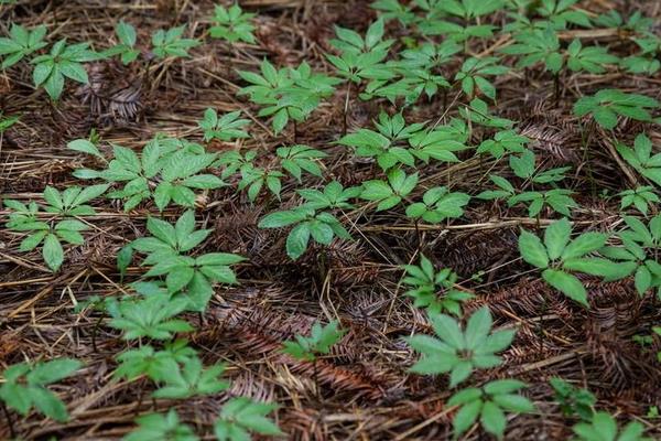 云南白藥種植方法