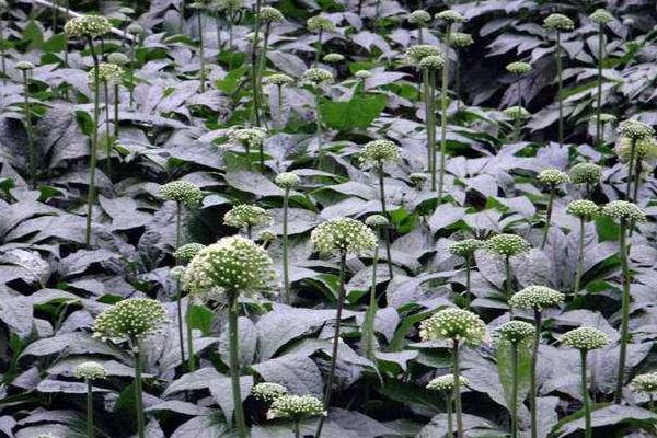 云南白藥種植方法