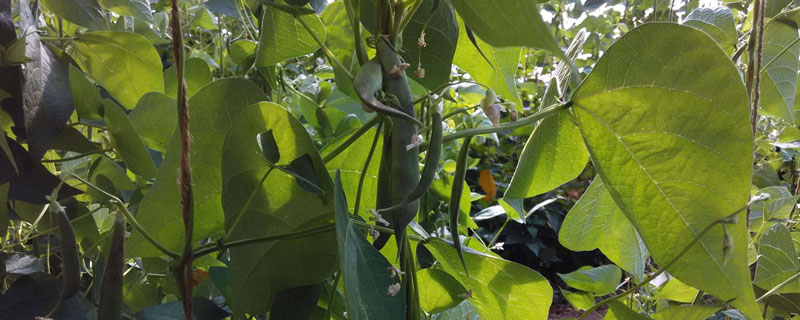 架豆王種植技術和要求