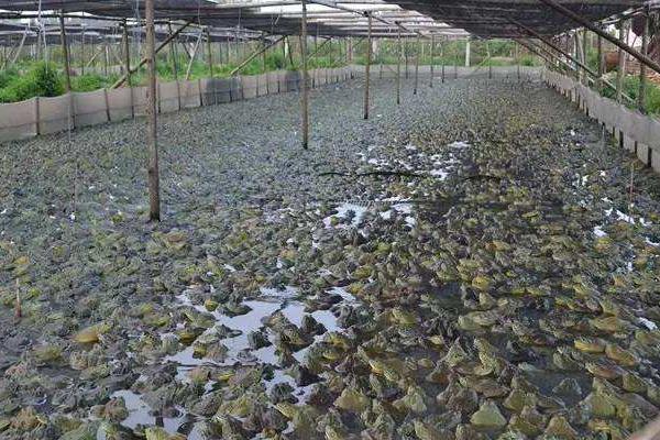 適合農村發展項目